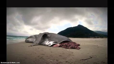megalodon still alive proof.